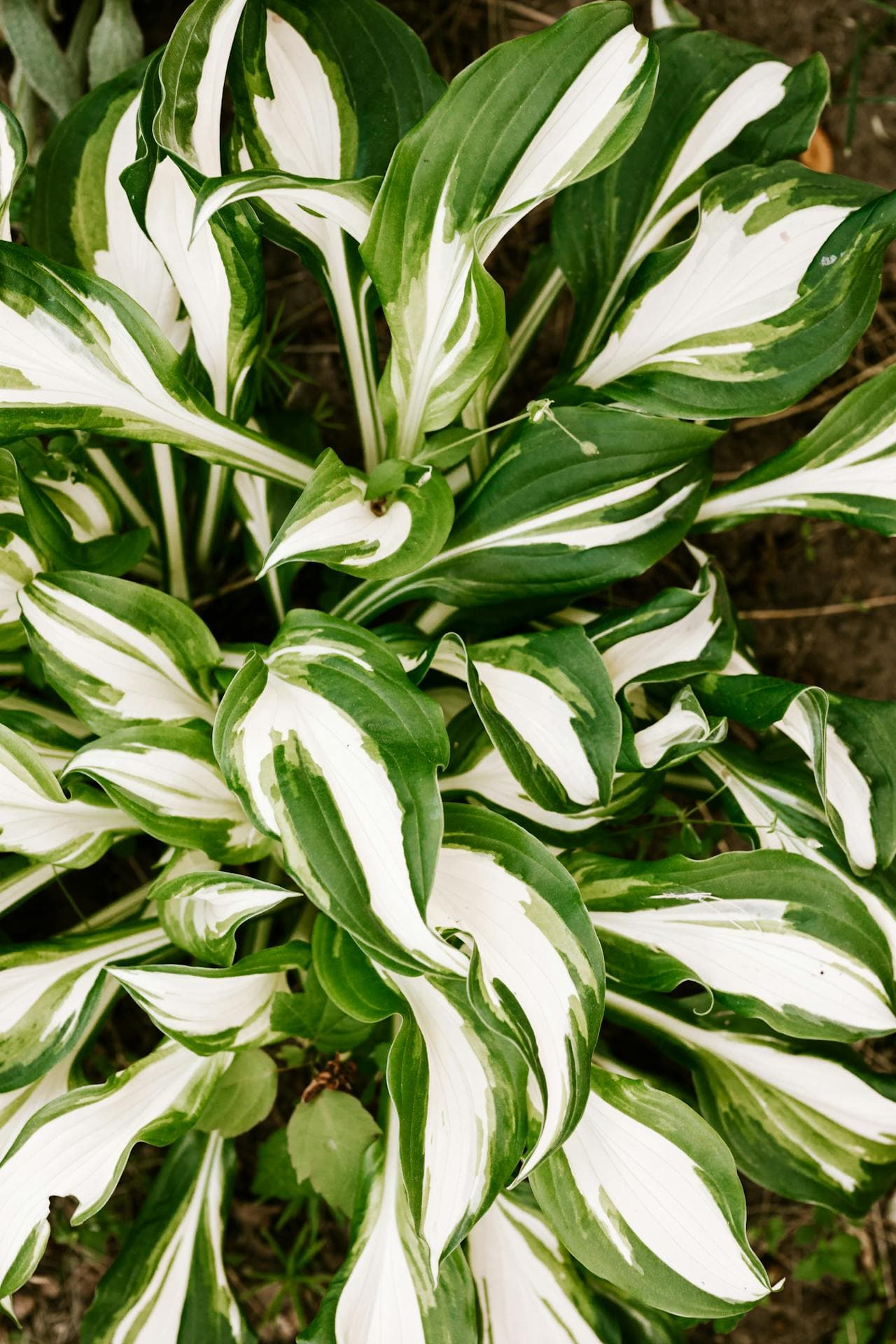Hosta