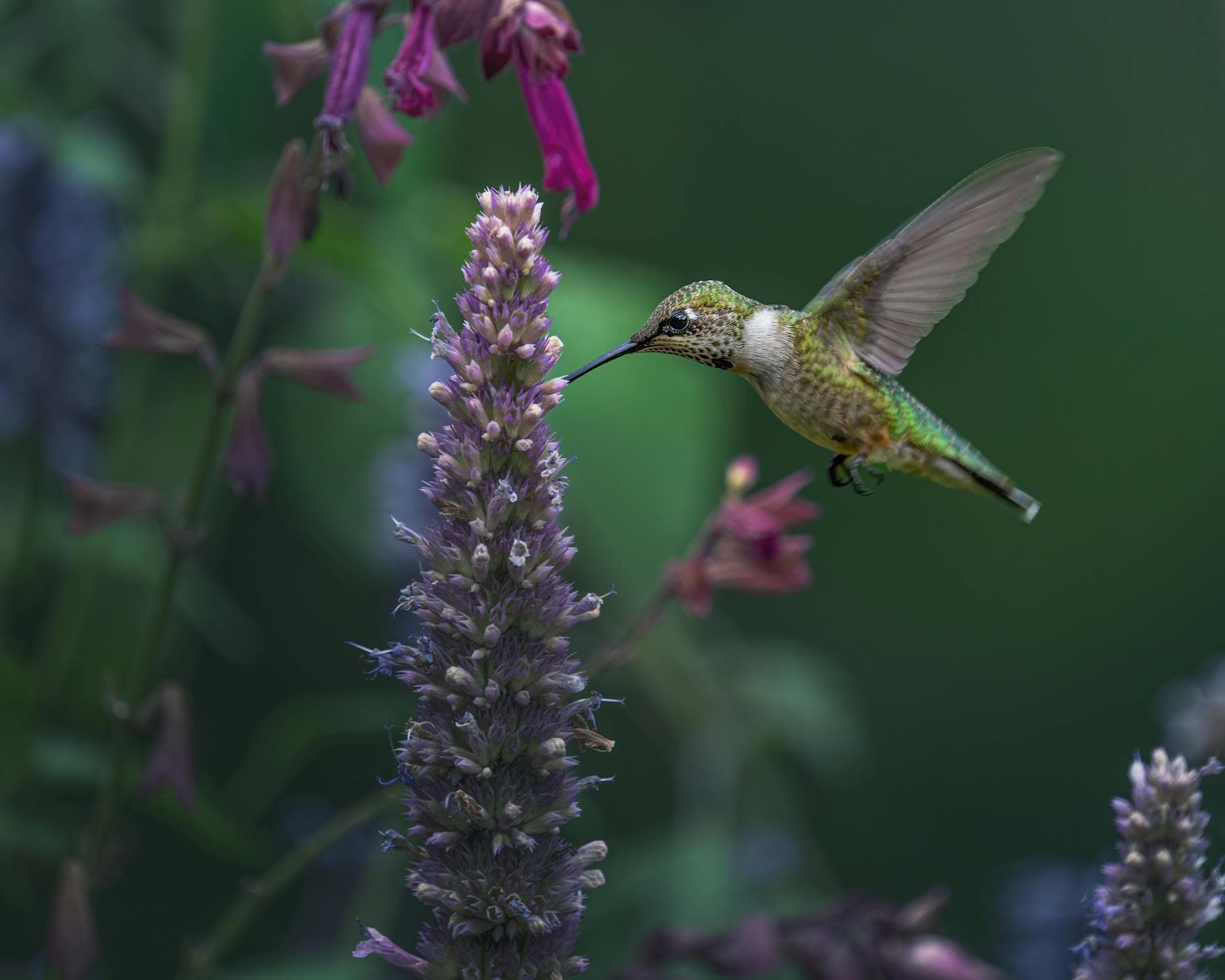Hummingbird Mint