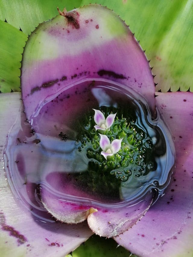 Bromeliad (Scarlet Star) — additional view