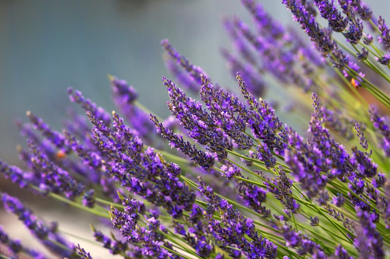 Lavender