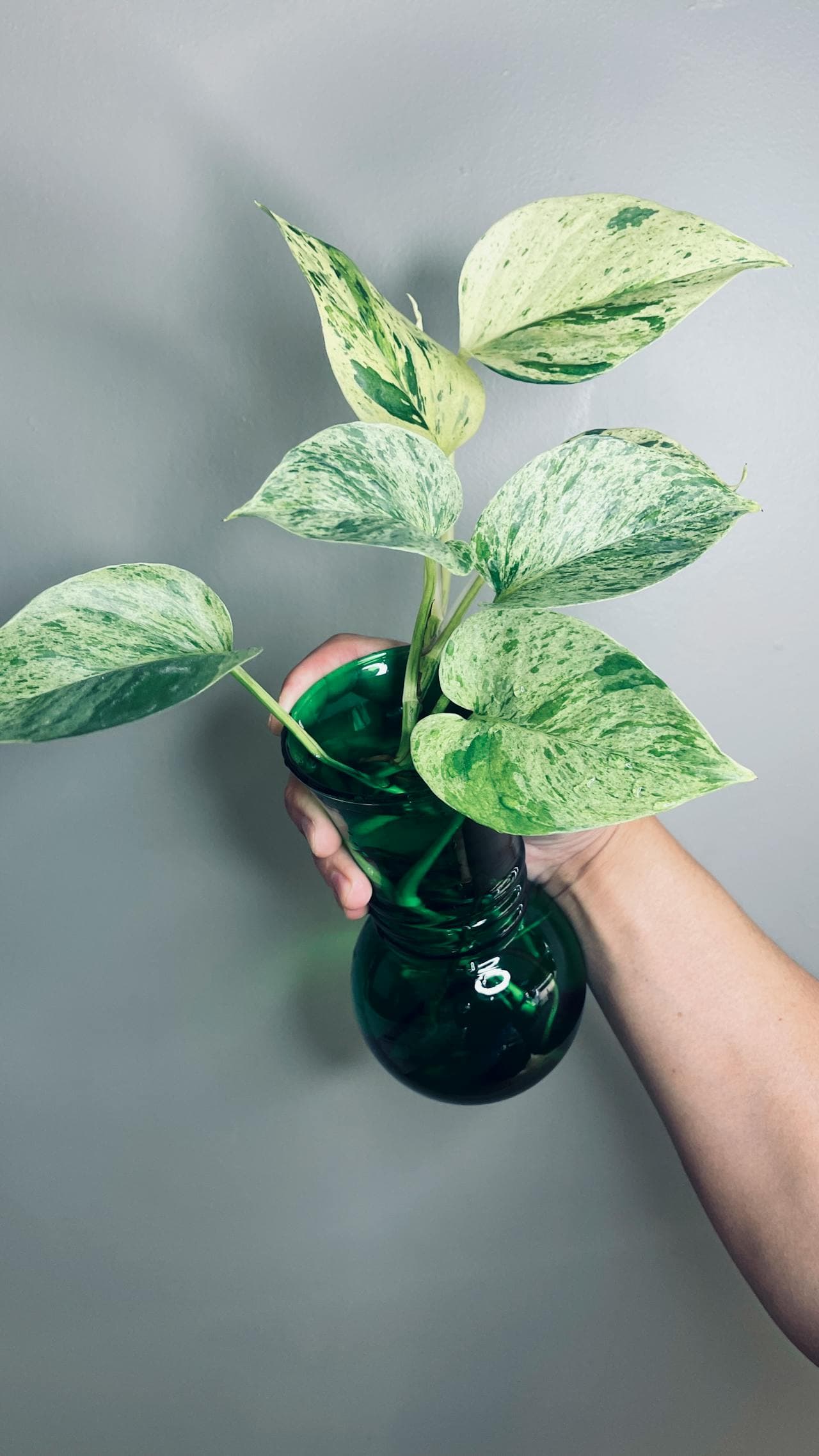 Marble queen pothos with variegated heart-shaped leaves