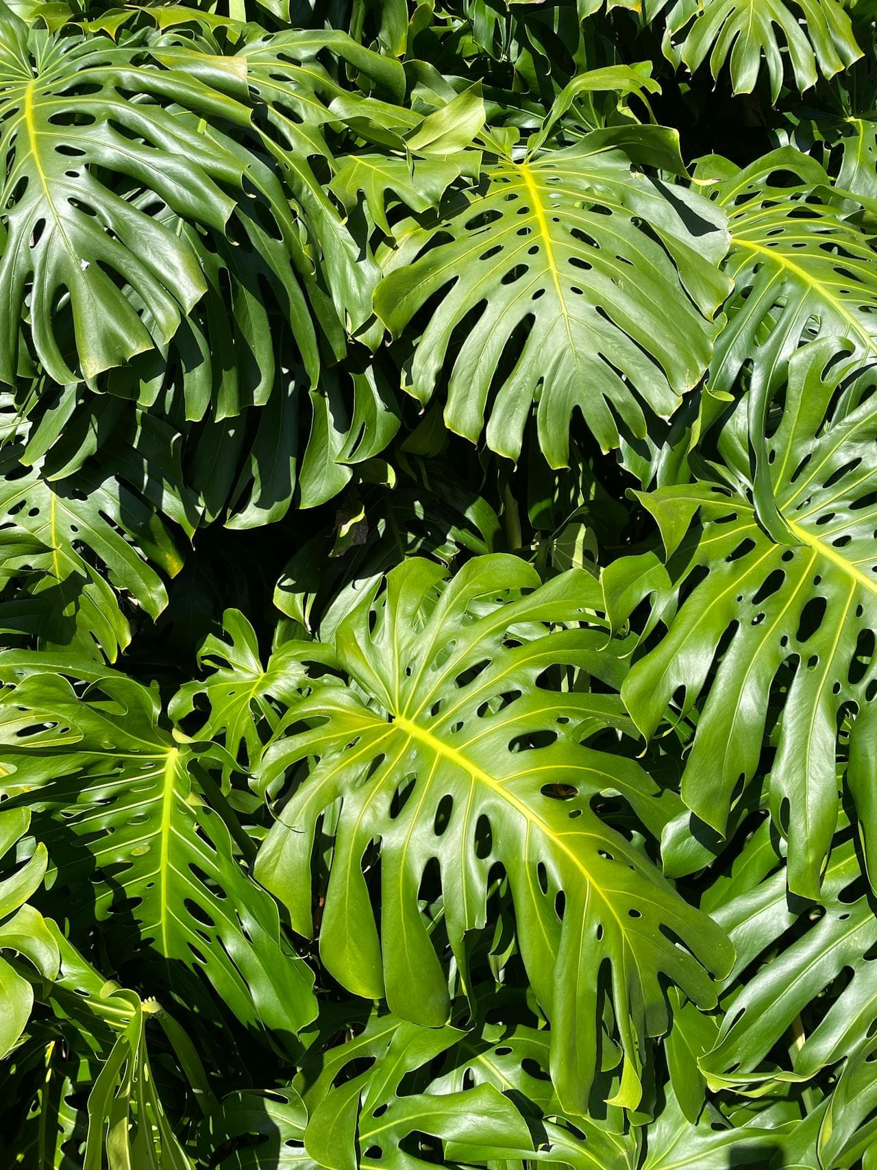 Monstera deliciosa with split fenestrated leaves