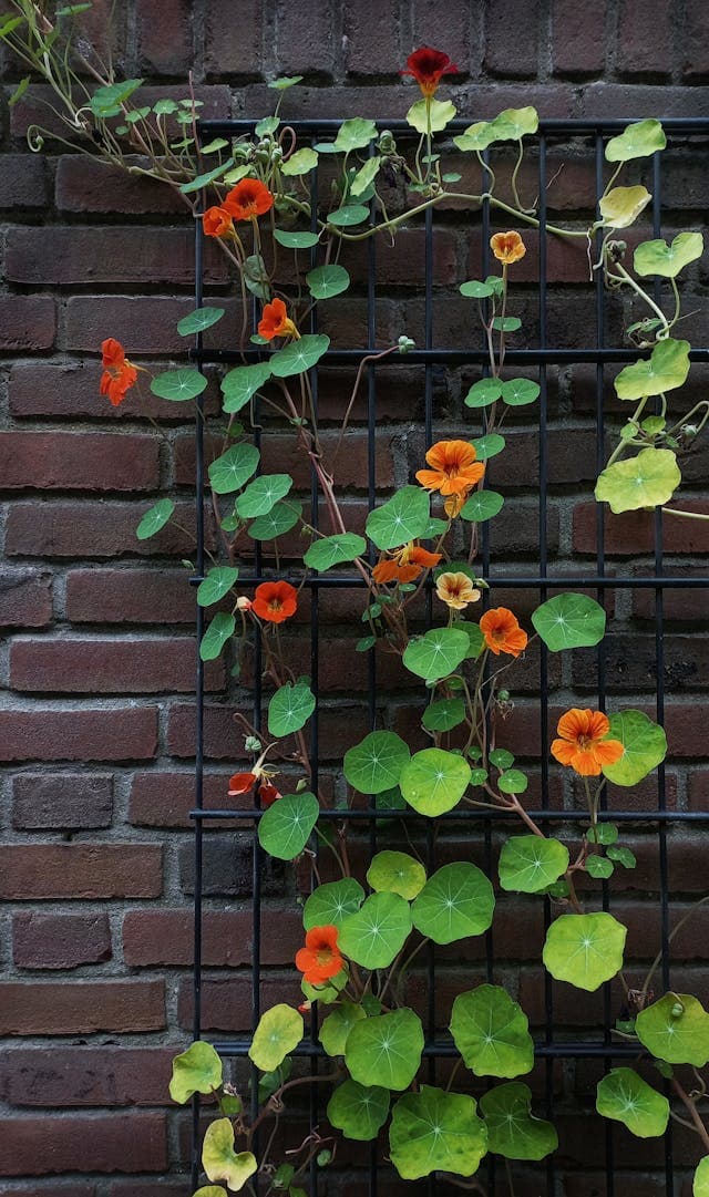Nasturtium