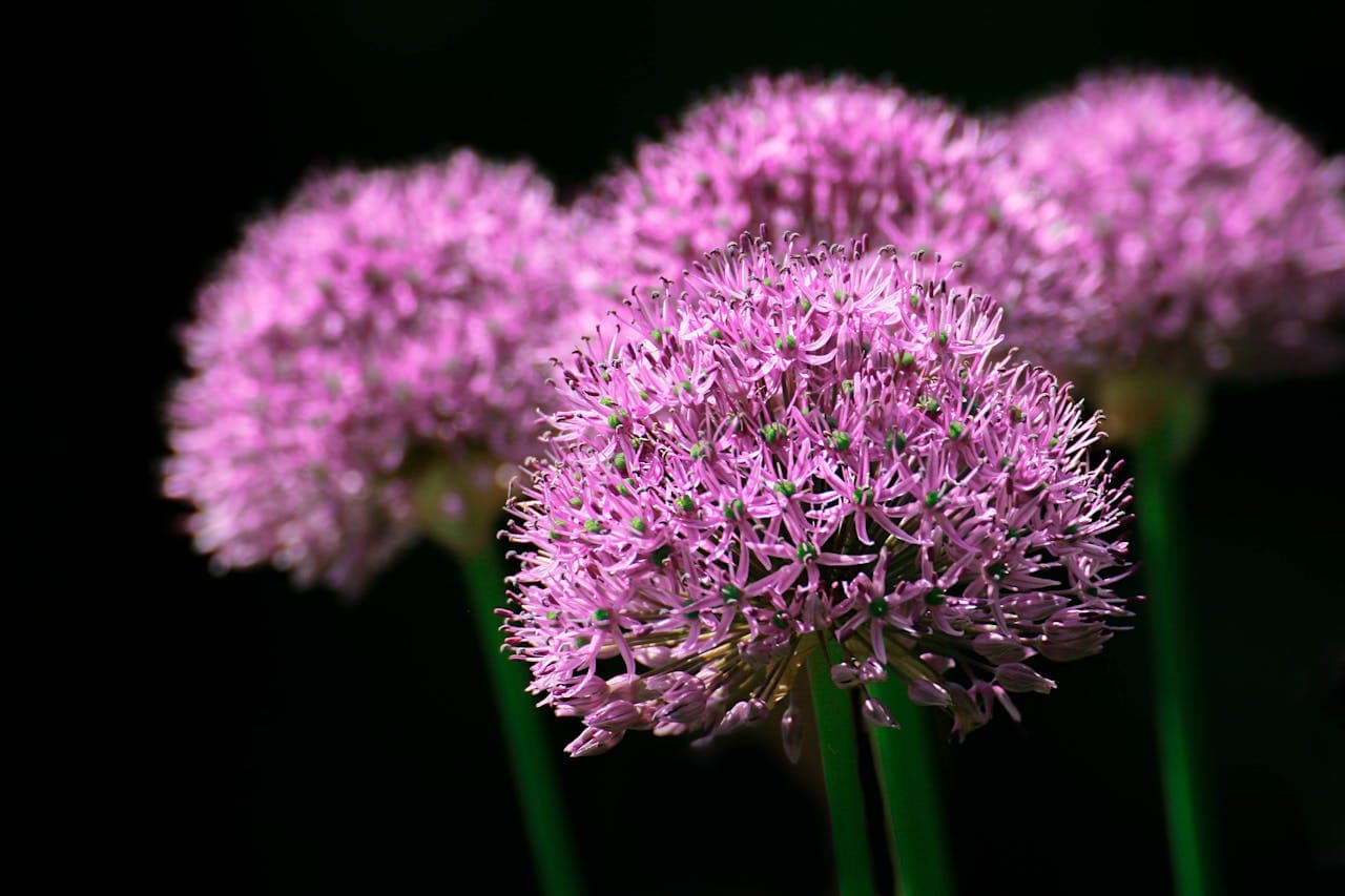 Nodding Onion