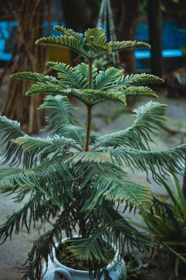 Norfolk Island Pine