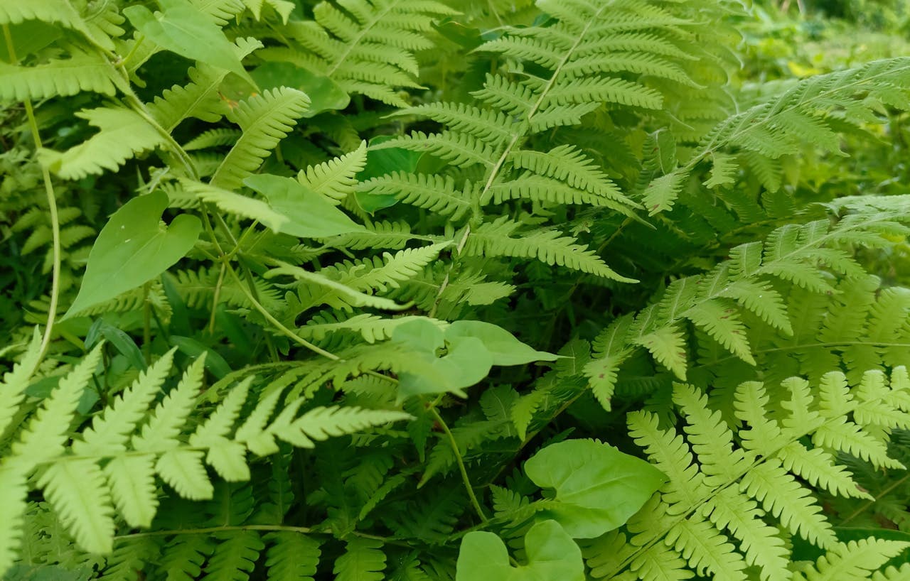 Oak Fern