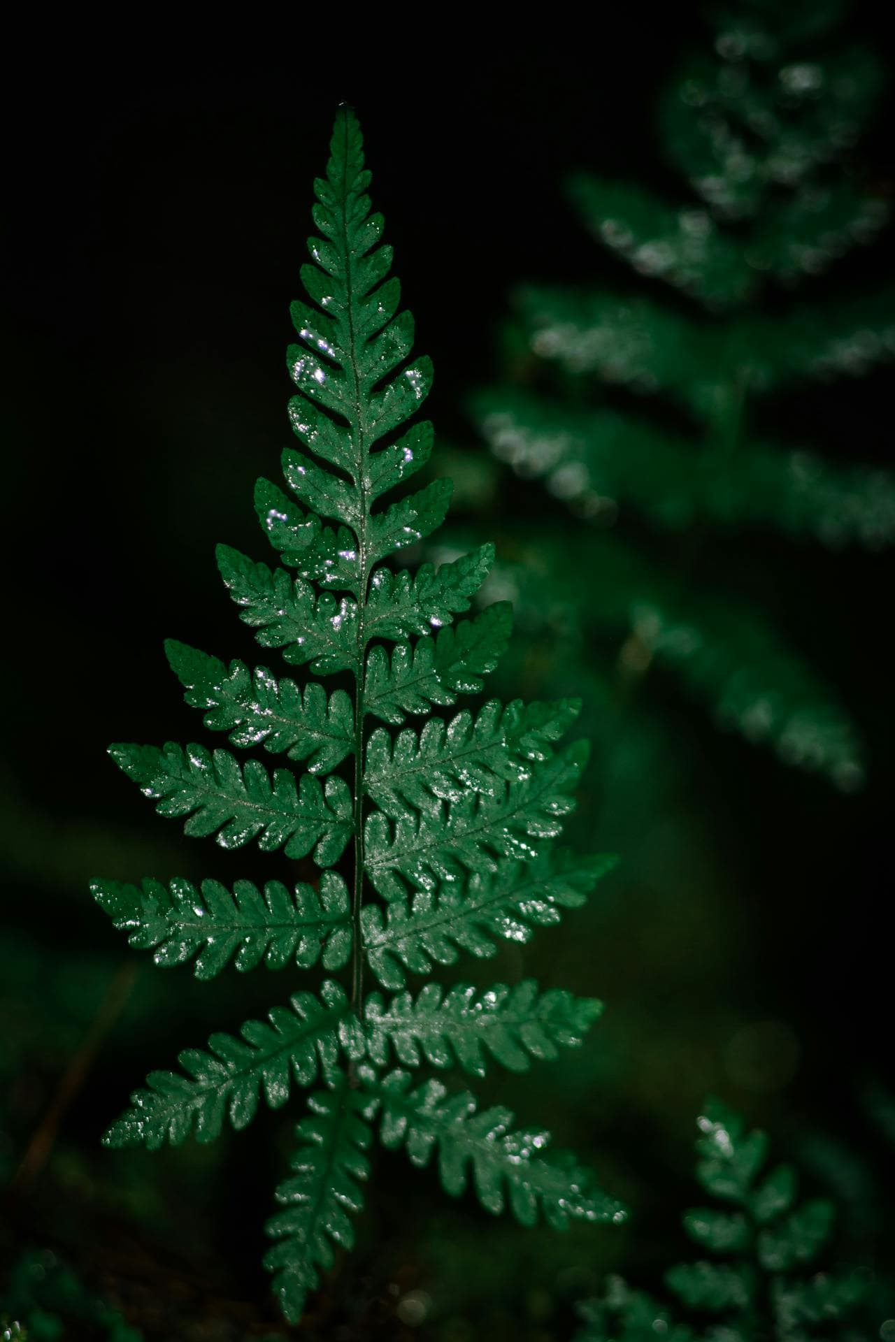 Oak Fern — additional view