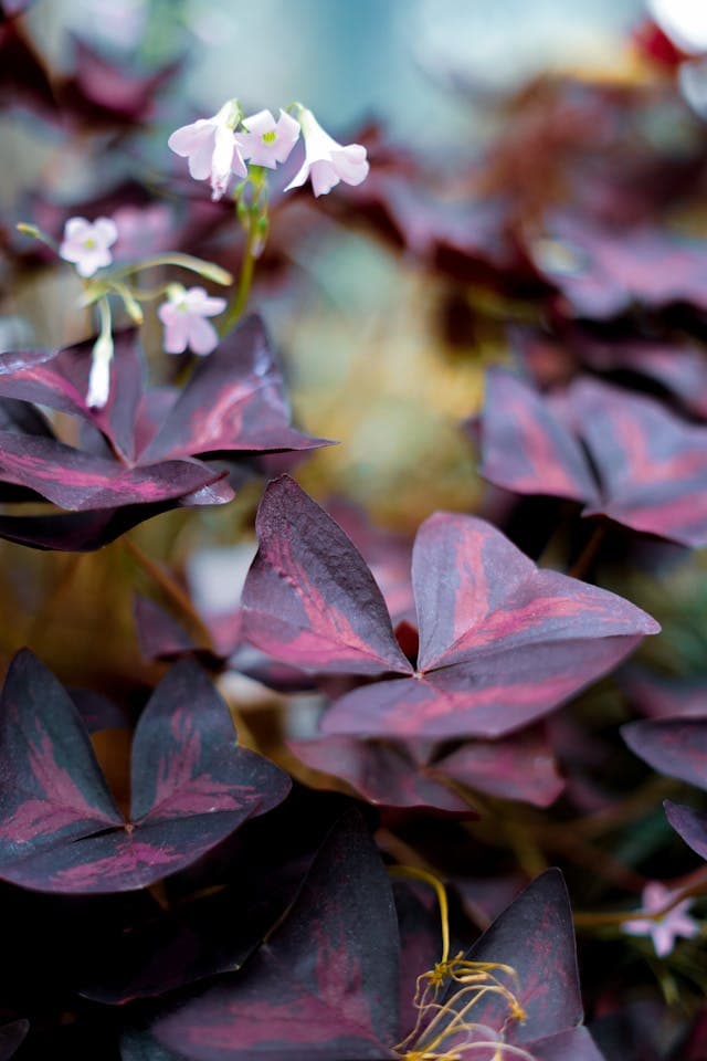 Oxalis