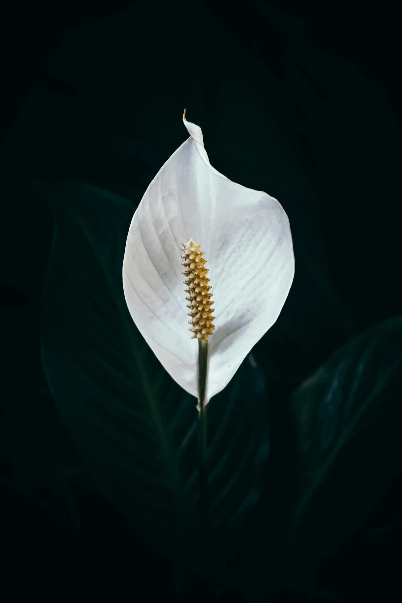 Peace Lily