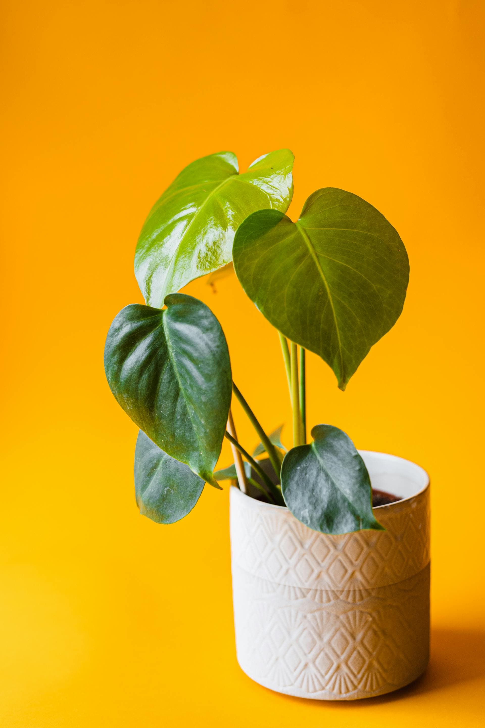 Potted philodendron indoors