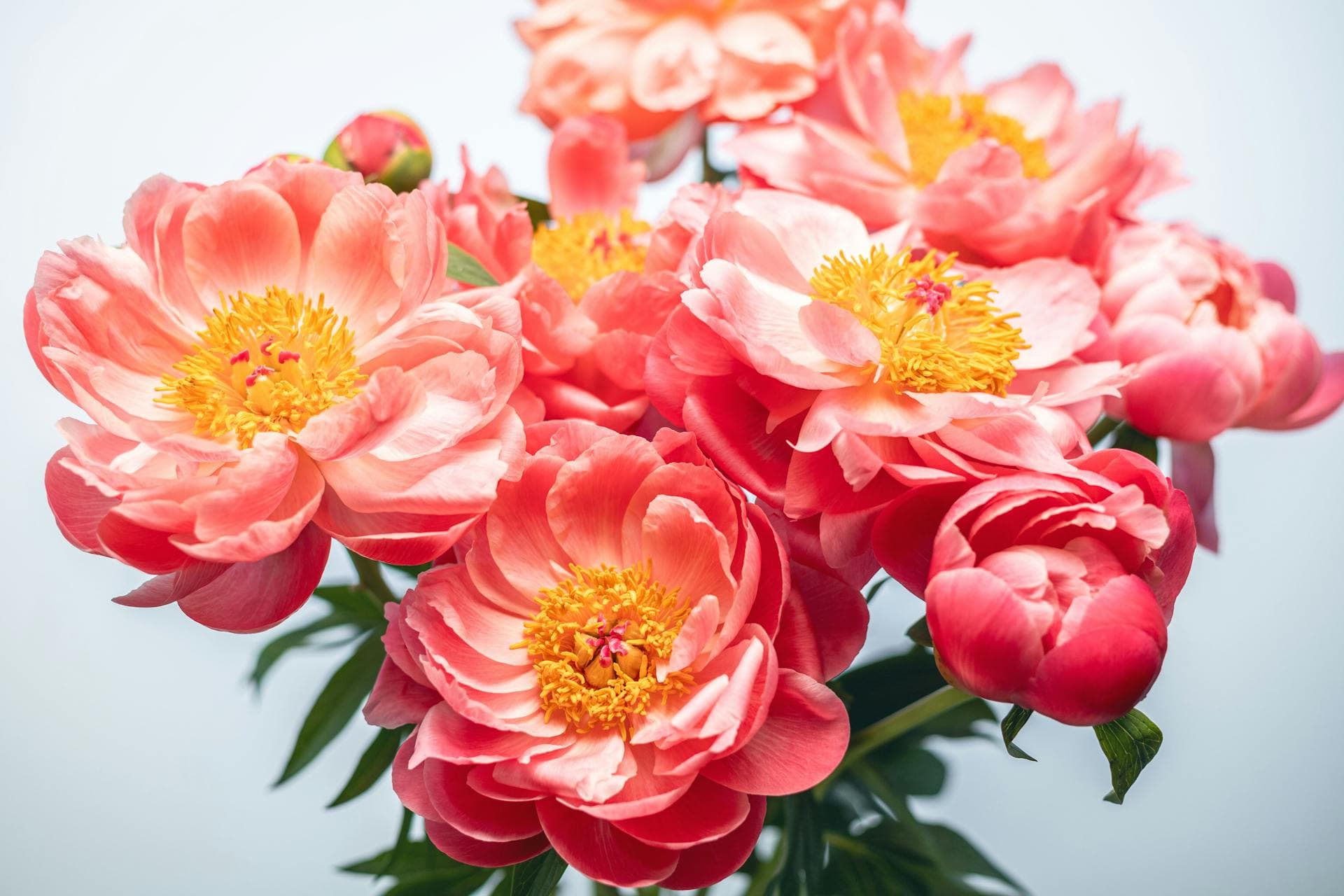 Peony