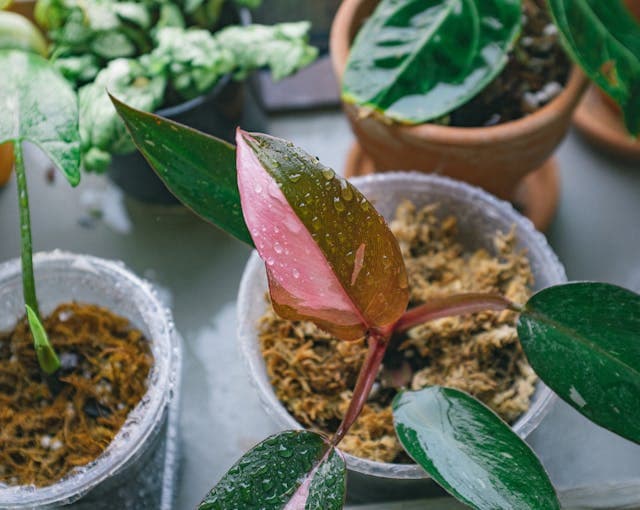 Pink Princess Philodendron