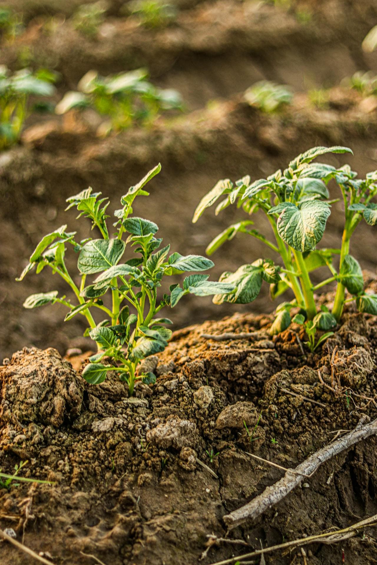 Seed potatoes planted in soil