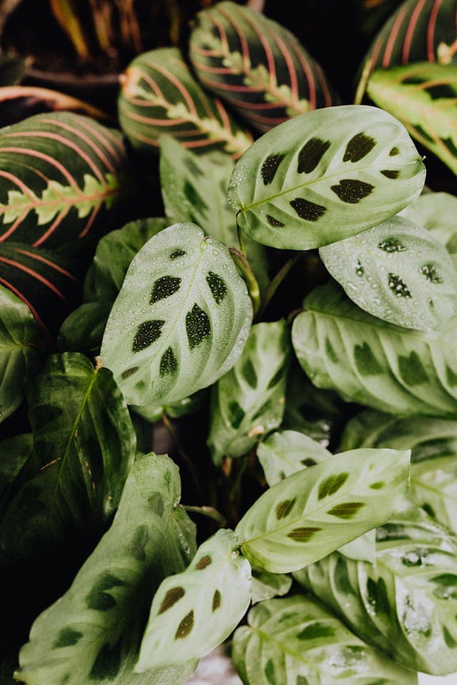Prayer Plant