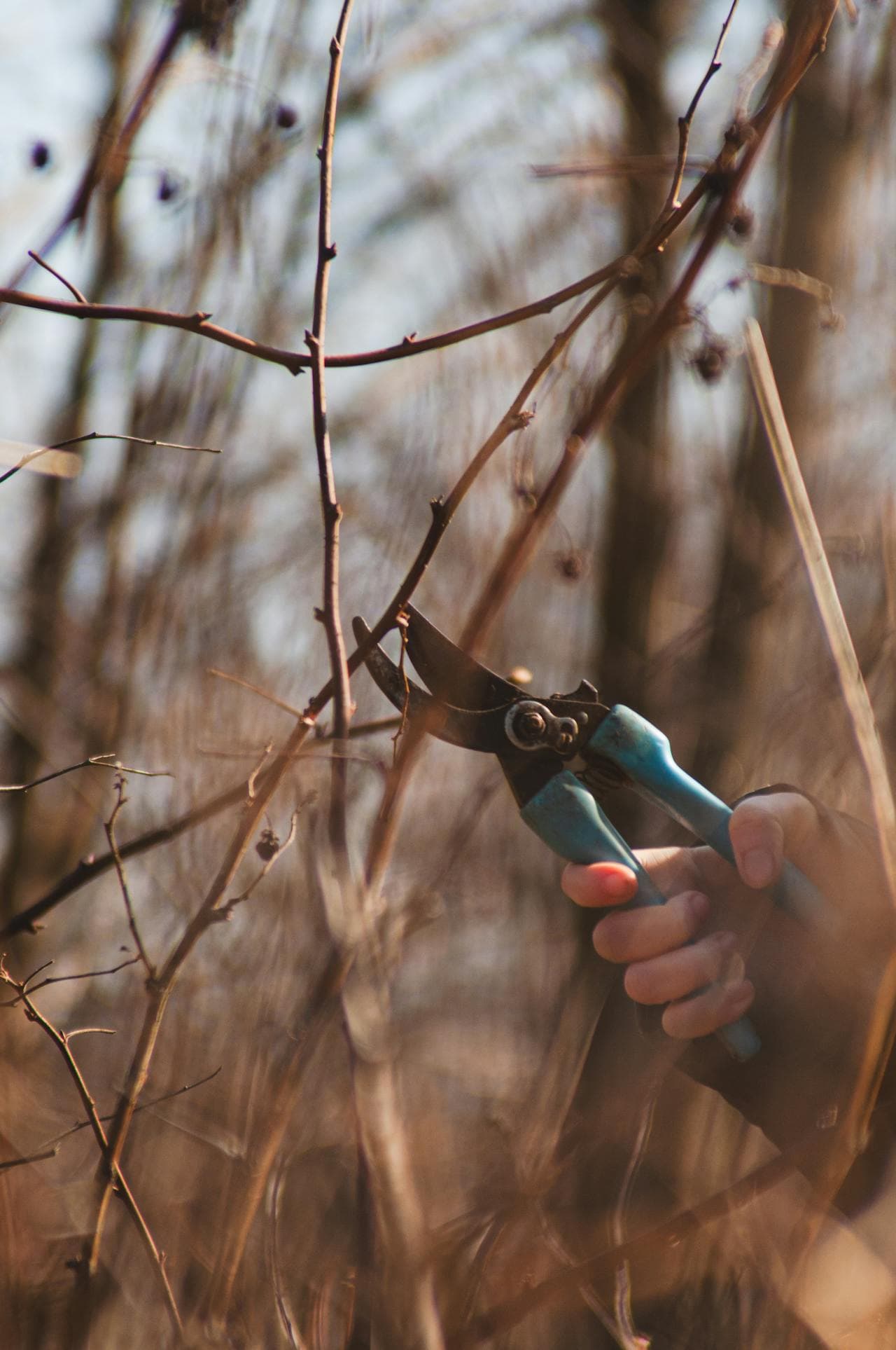 Pruning shears cutting a dormant fruit-tree branch