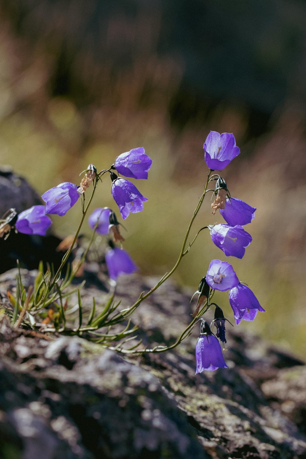 Harebell — additional view