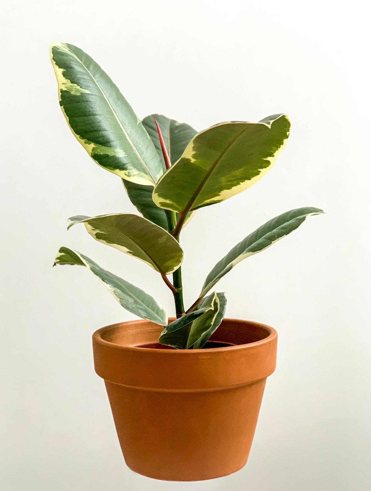 Rubber Plant