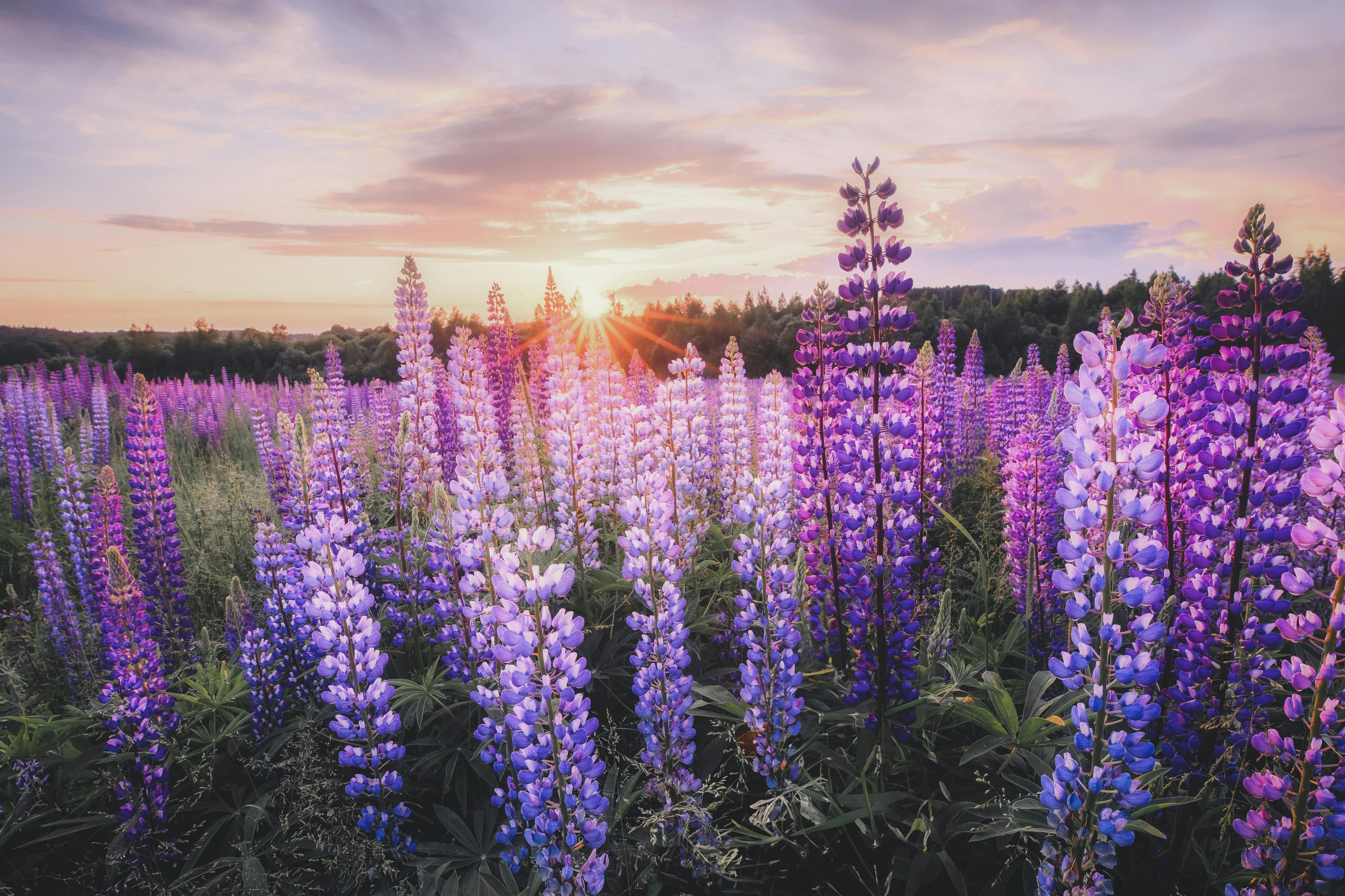 Russell Lupine — additional view
