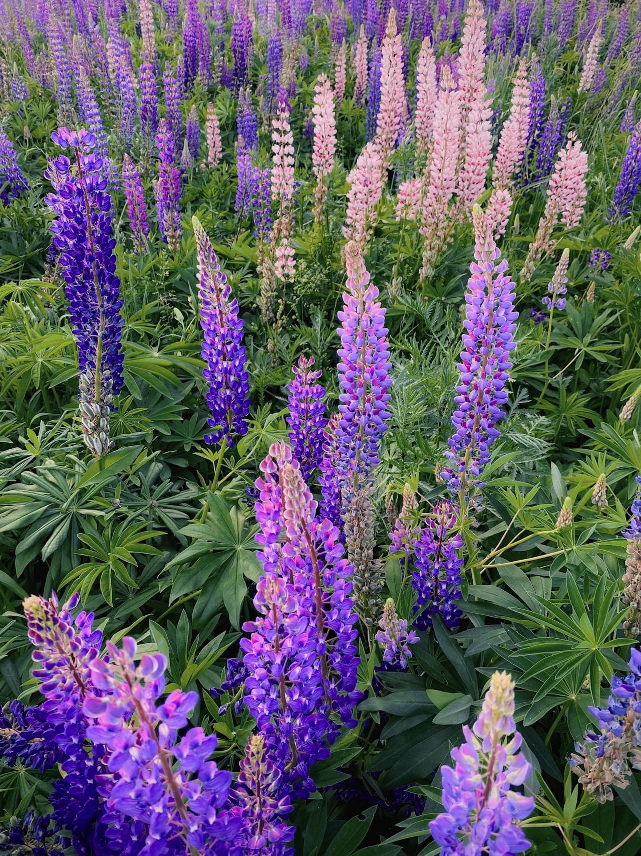 Russell Lupine