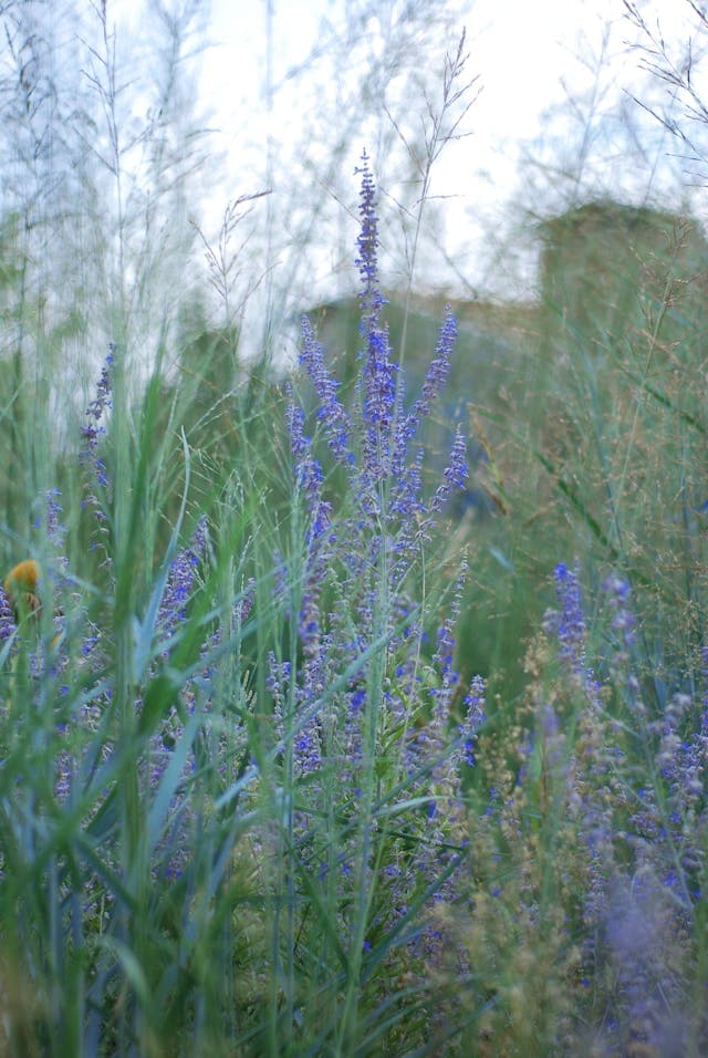 Russian Sage