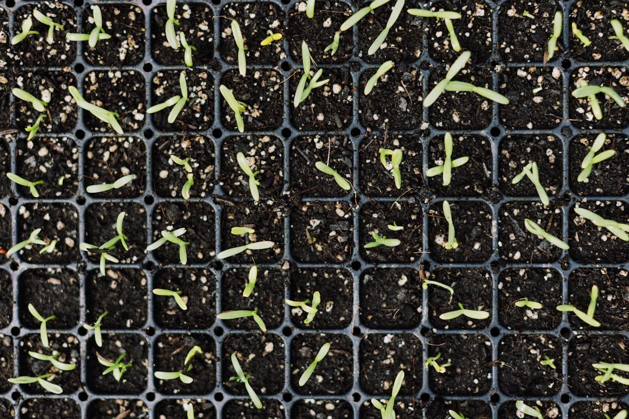 Bean seedlings emerging from soil