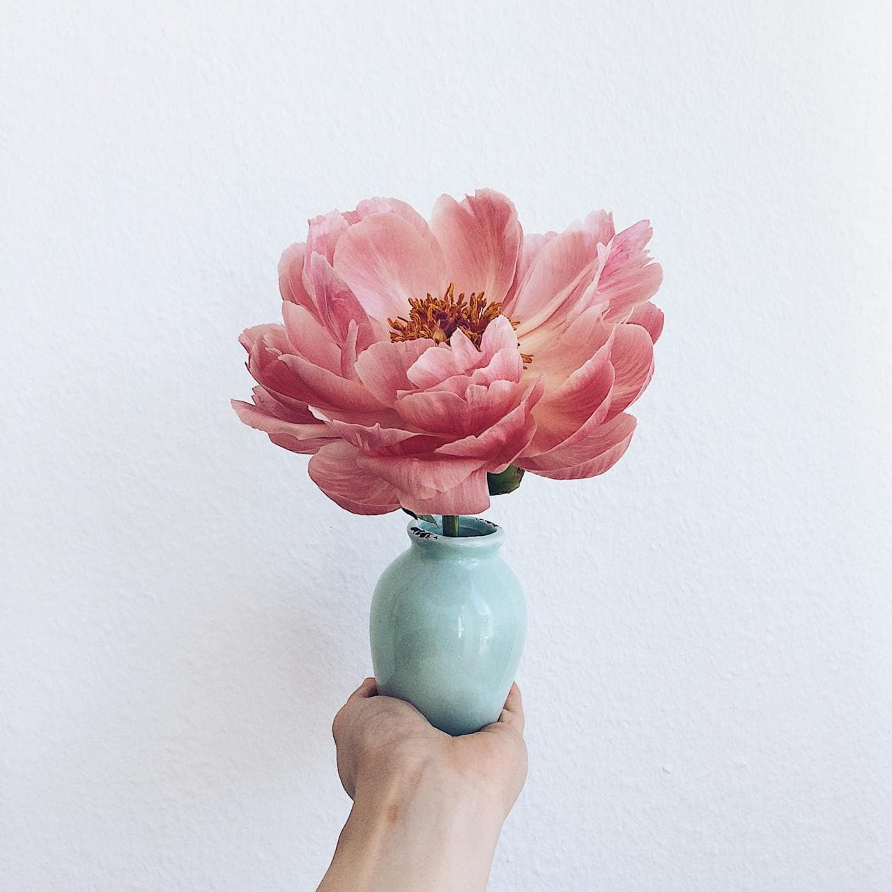 Peony — additional view