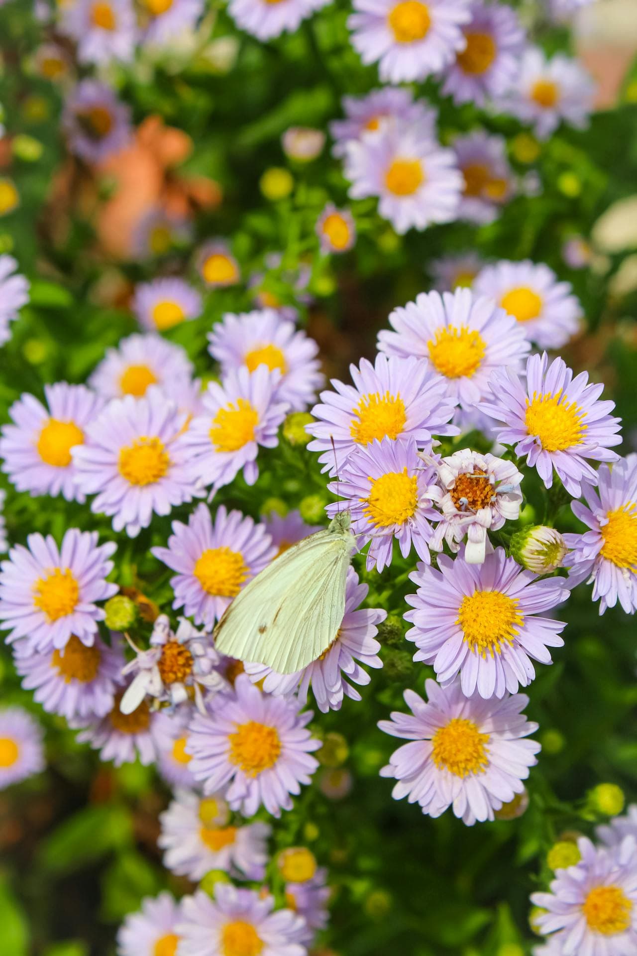 Smooth Aster