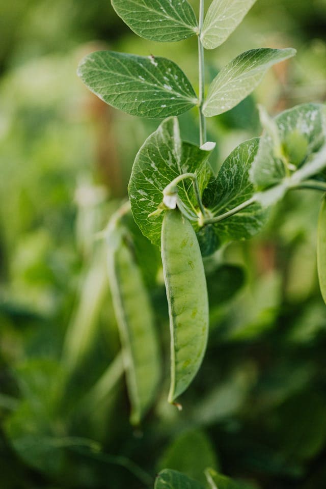 Snap Pea