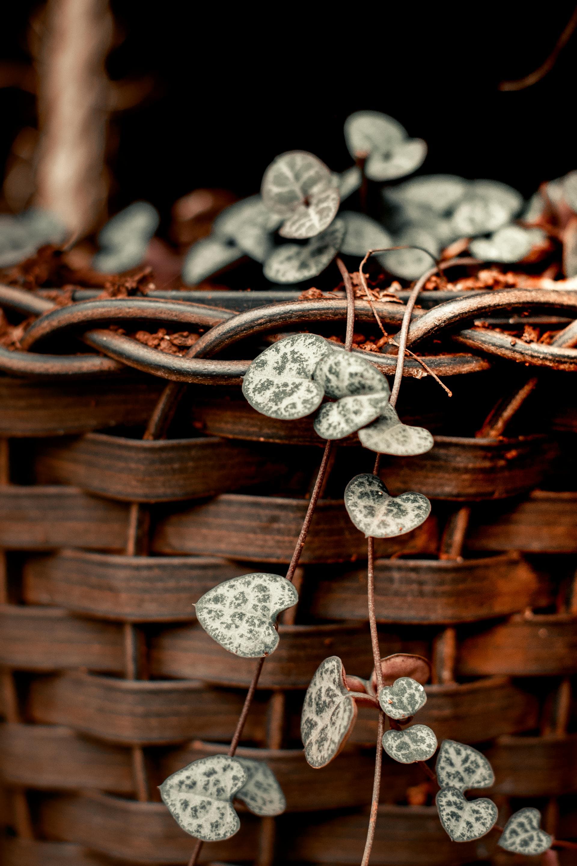 String of Hearts