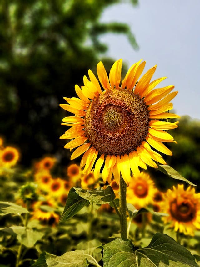 Sunflower