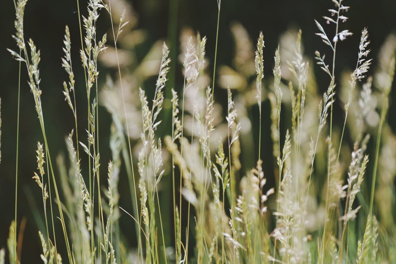 Sweetgrass