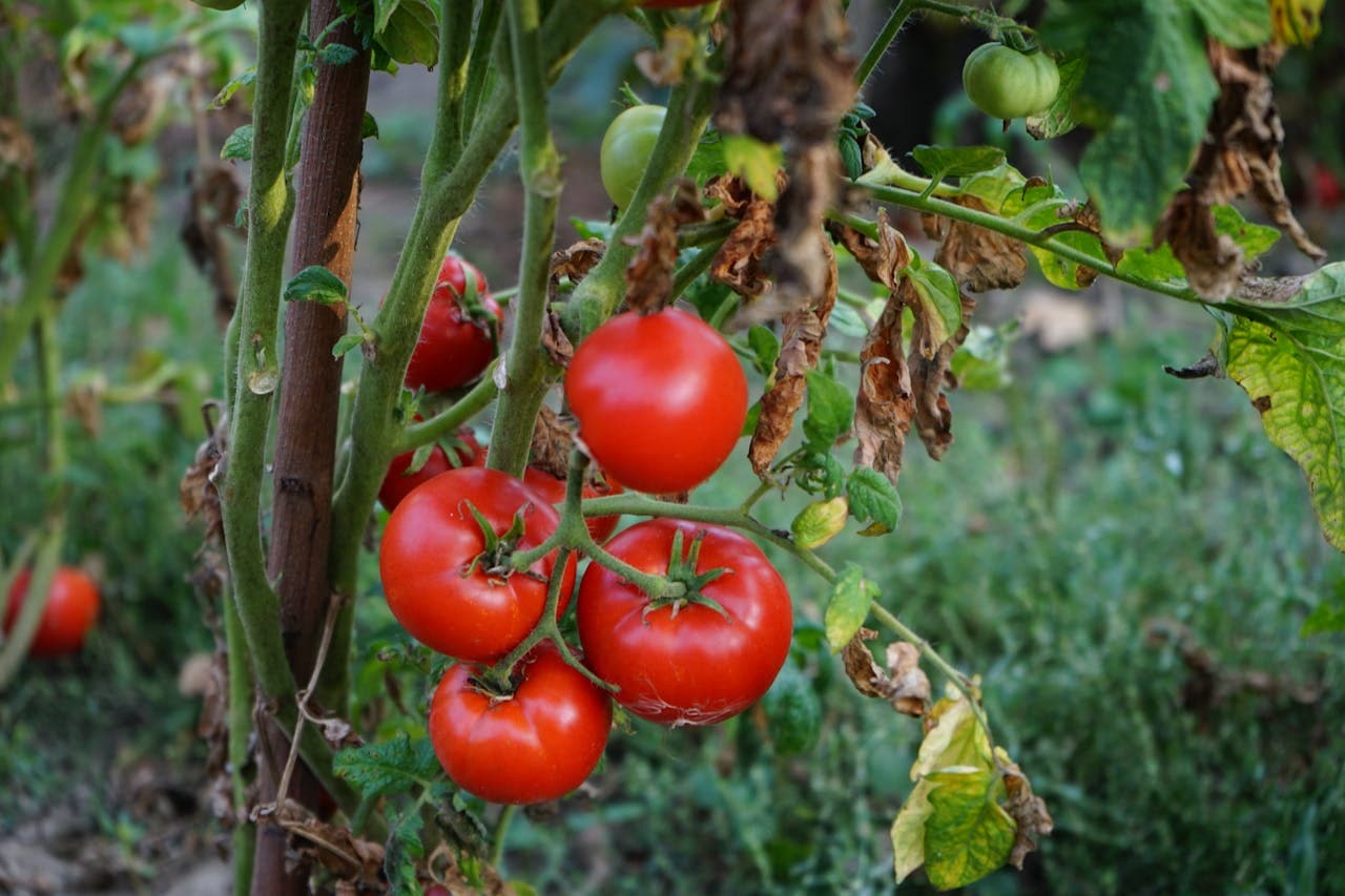 Tomato