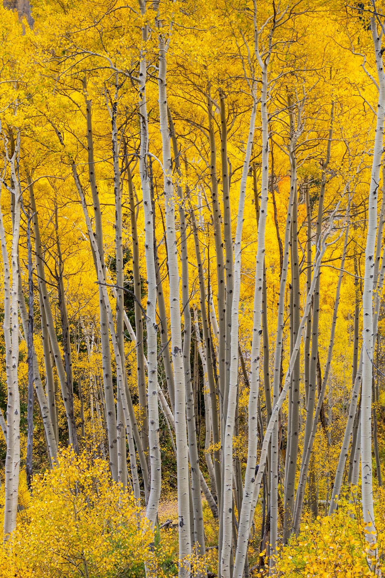 Trembling Aspen