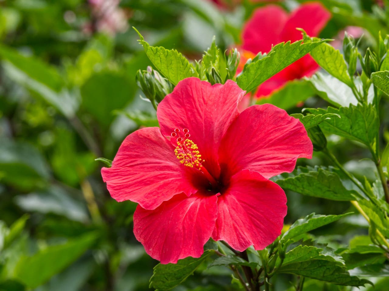 Tropical Hibiscus