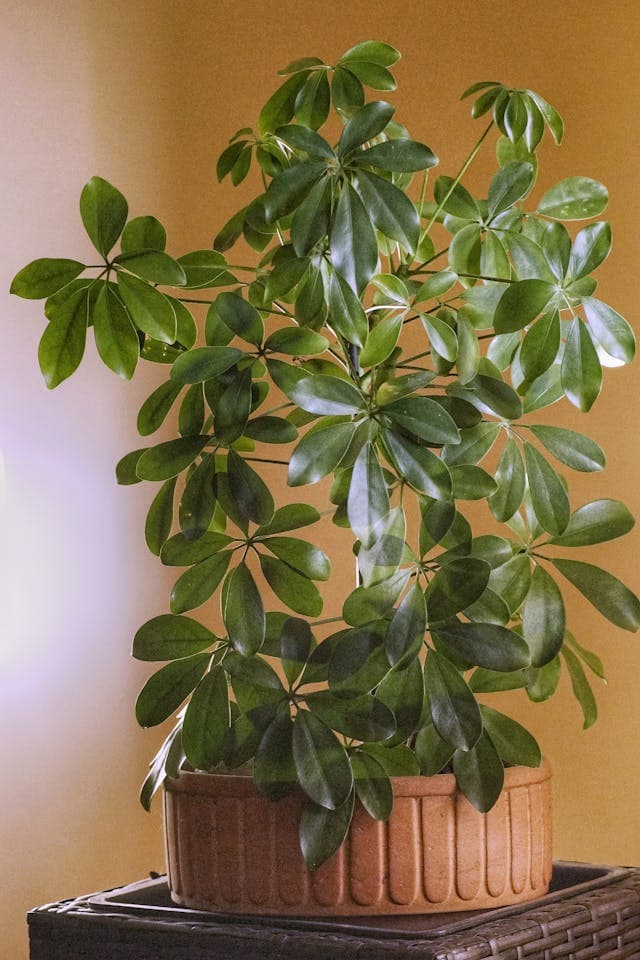 Umbrella Plant