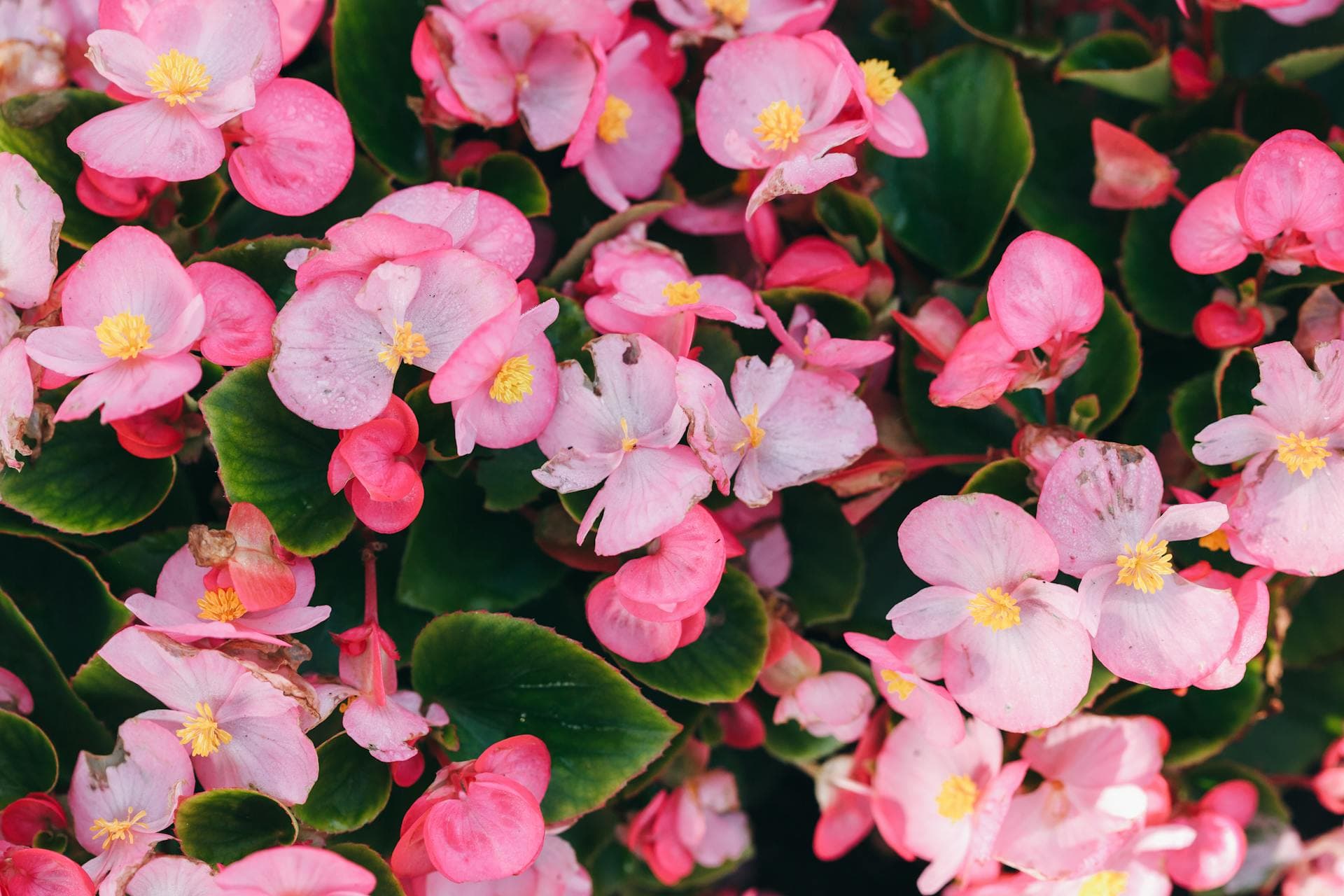 Wax Begonia