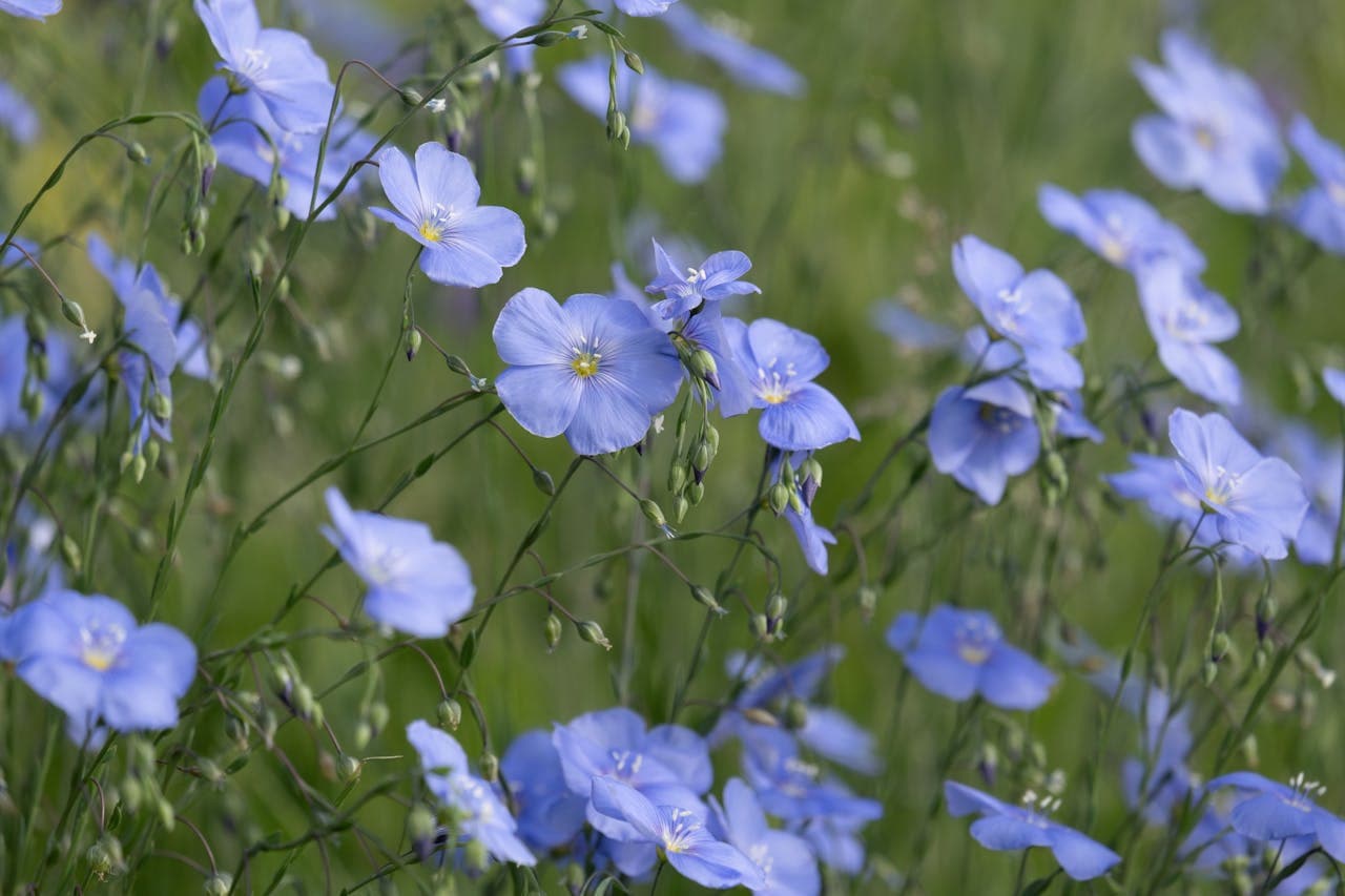 Wild Blue Flax