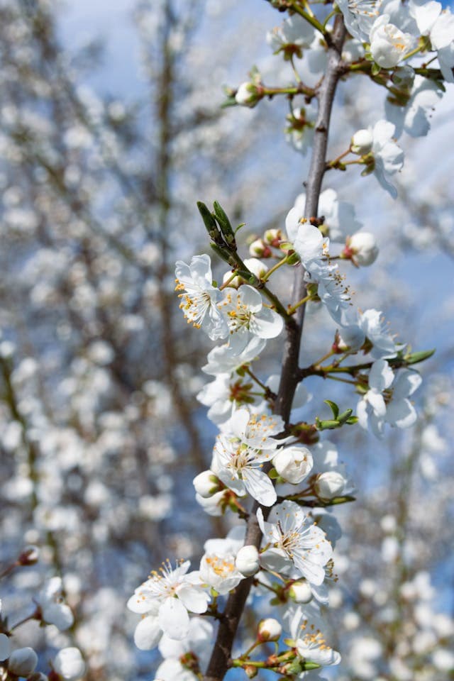 Wild Plum