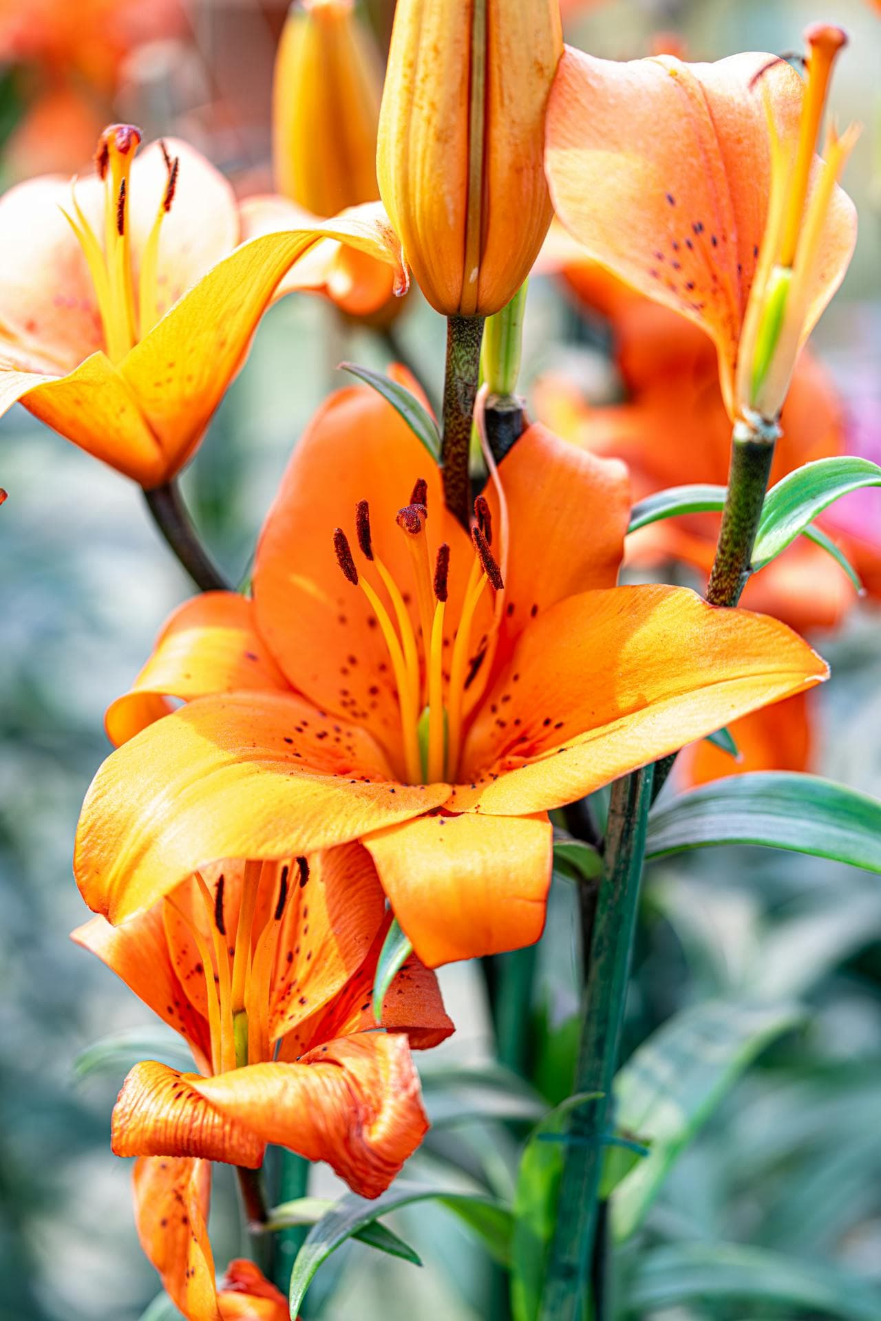 Western Wood Lily
