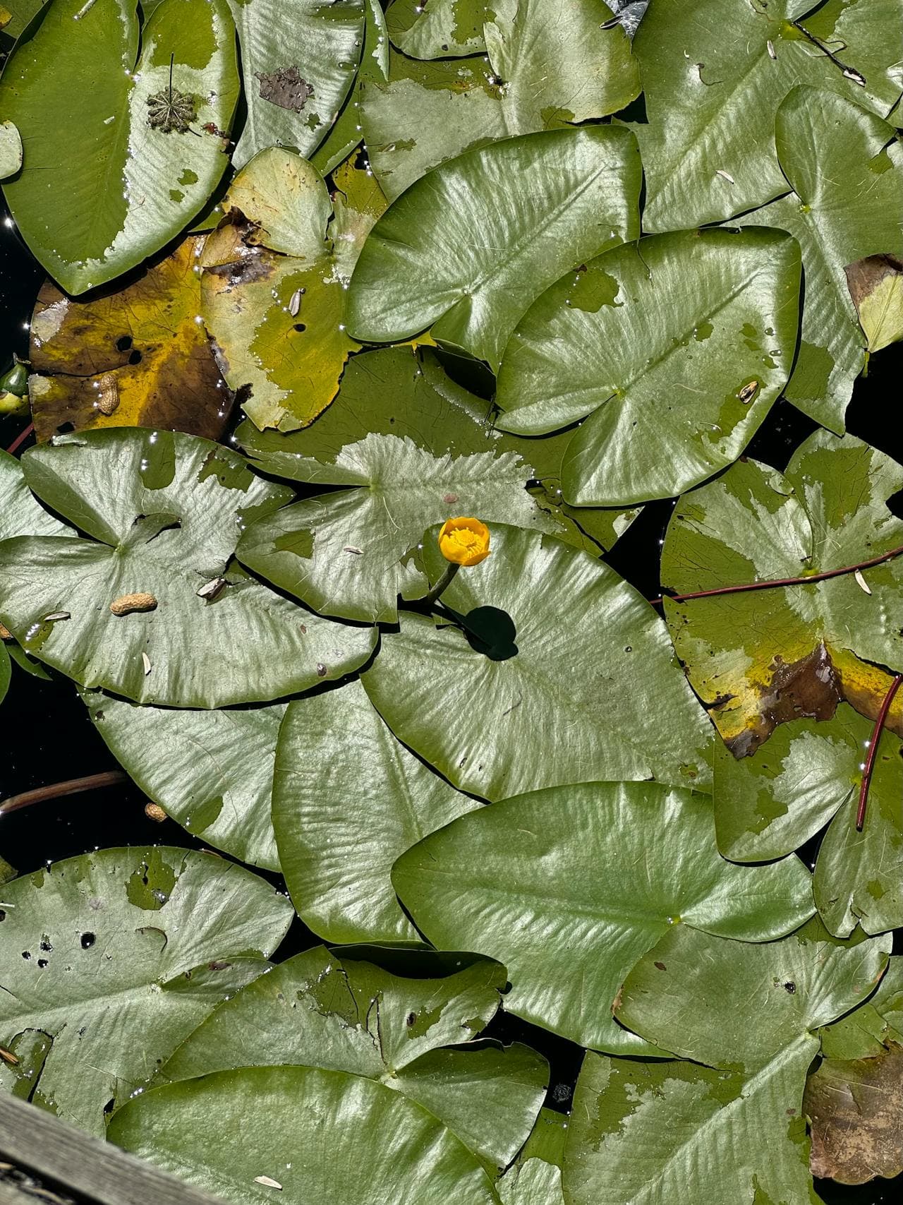 Yellow Pond Lily