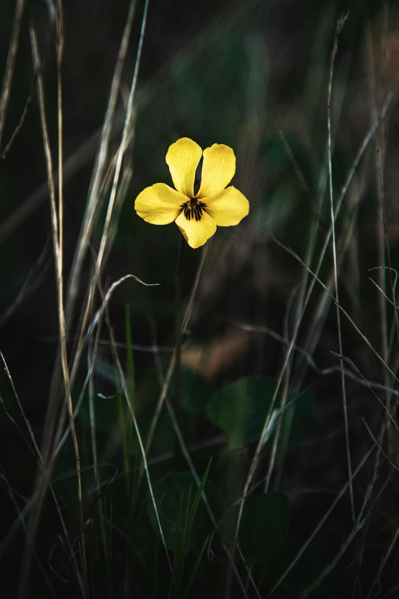 Yellow Prairie Violet