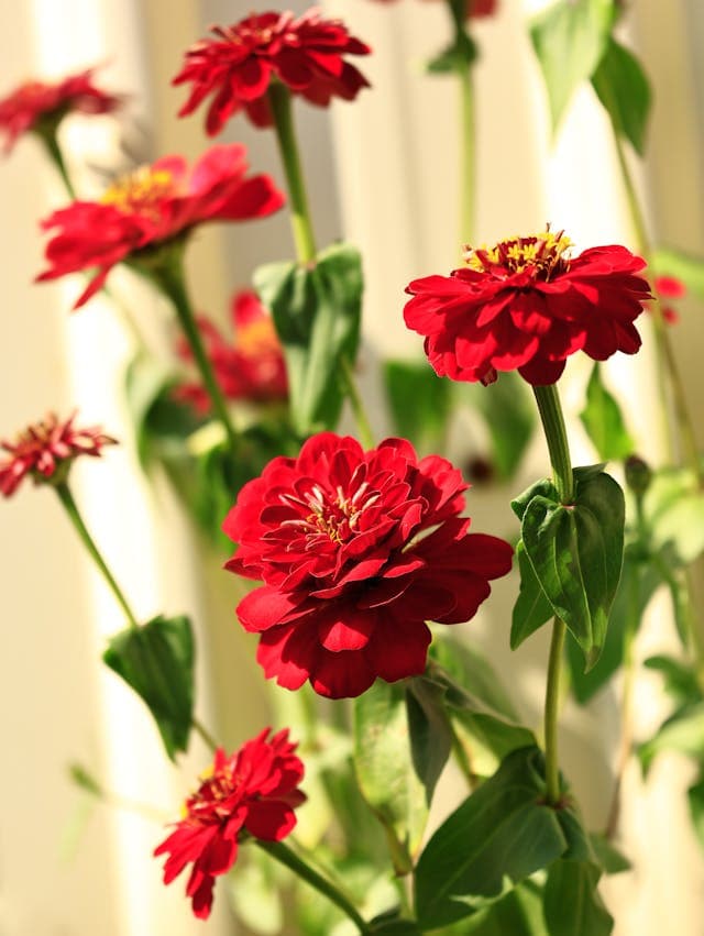Zinnia